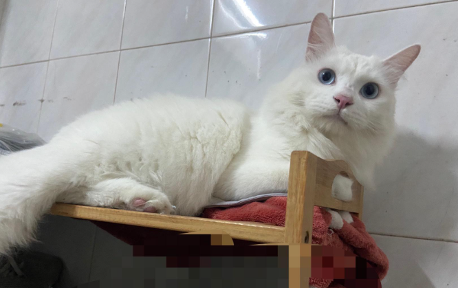 玄学提醒：养猫，真的可以改命！