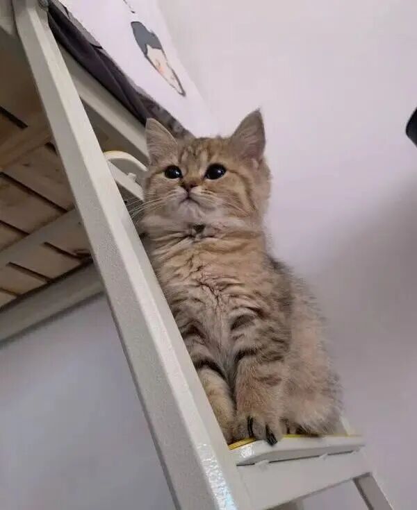 猫咪抱着你的手“兔子蹬”，还咬你，是啥意思...