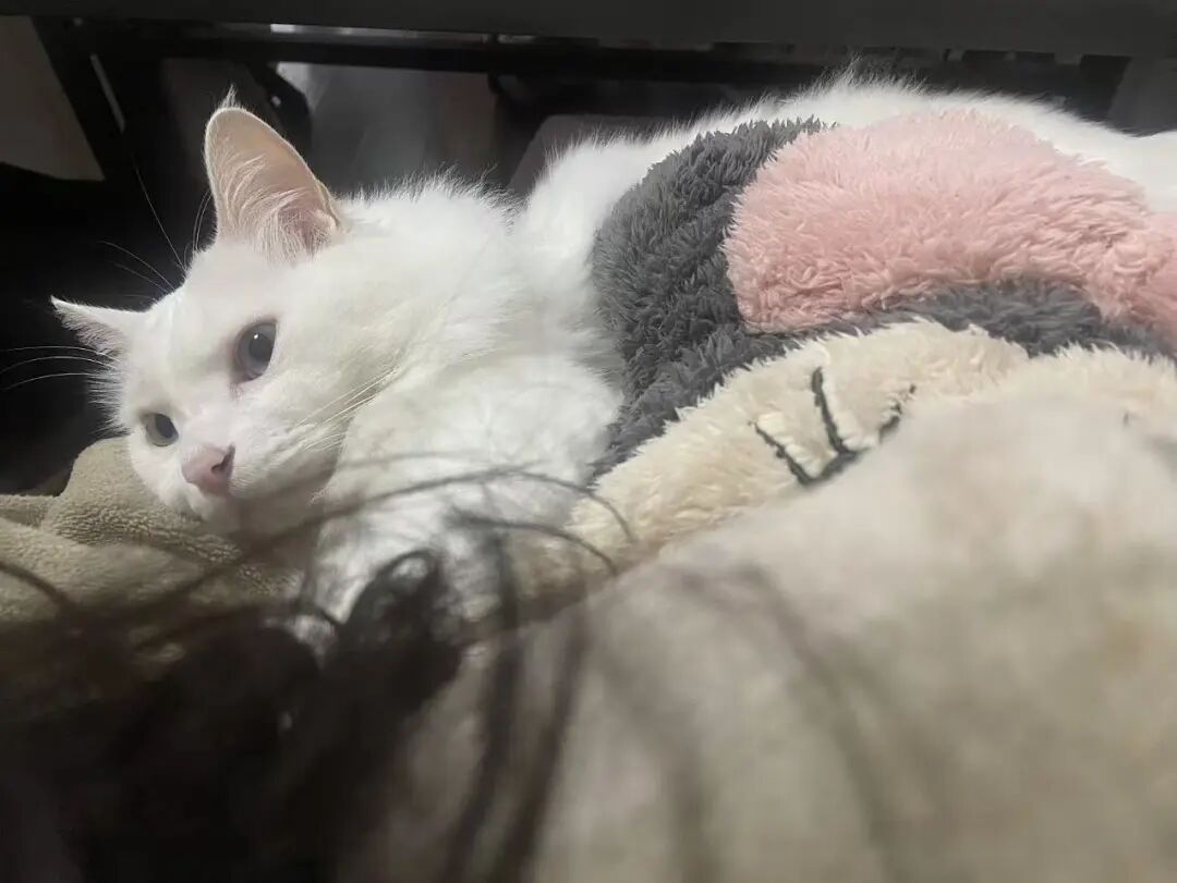 猫猫被你惯坏的表现，快来看看你家有没有～