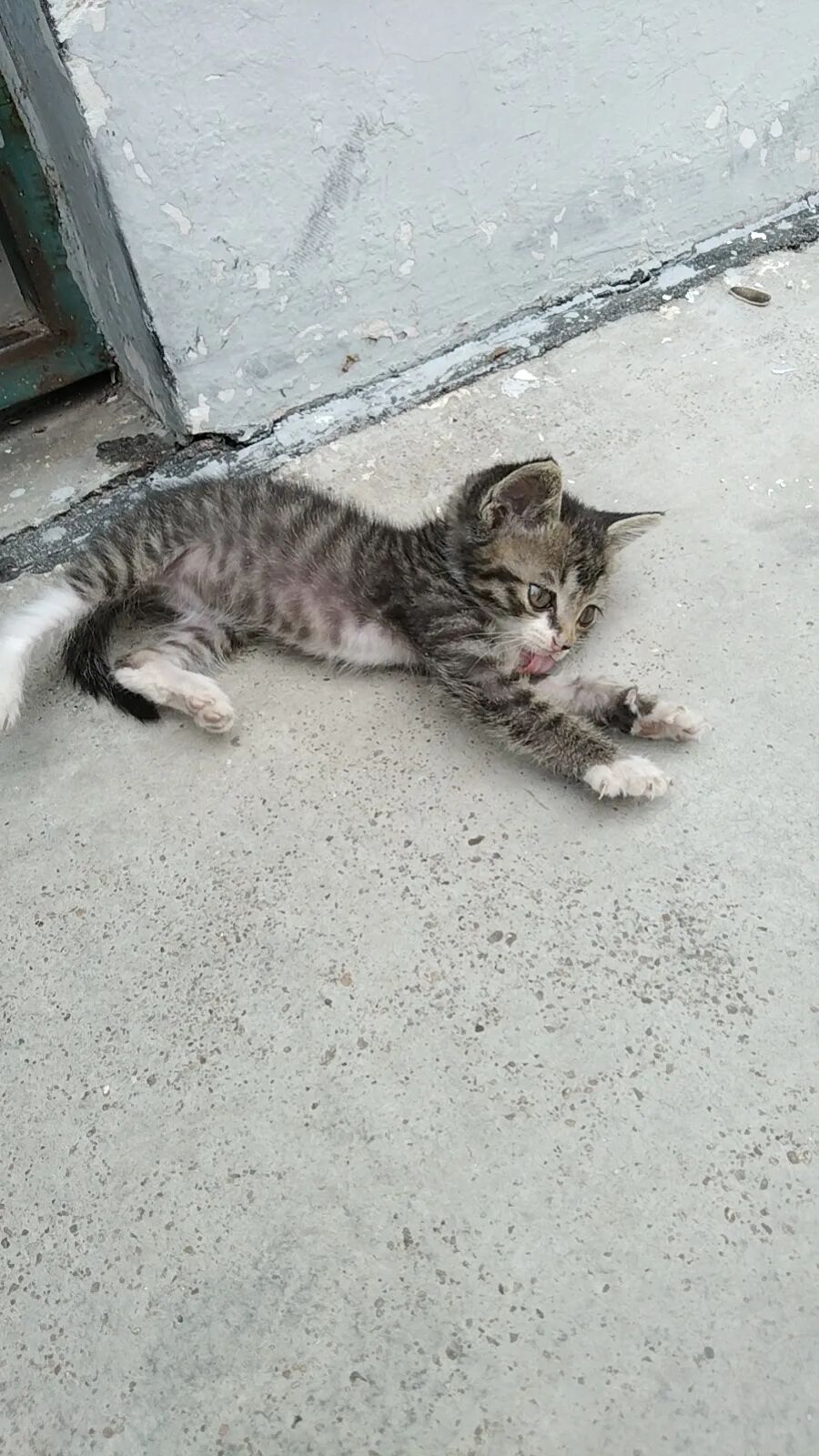 网友夸猫仔漂亮可爱，我有点发飘，忍不住再炫一次