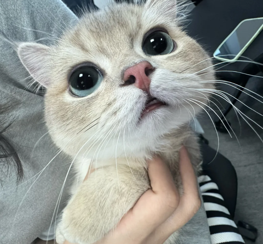 猫咪其实也会哭！这6种行为等于在流泪，别再忽视