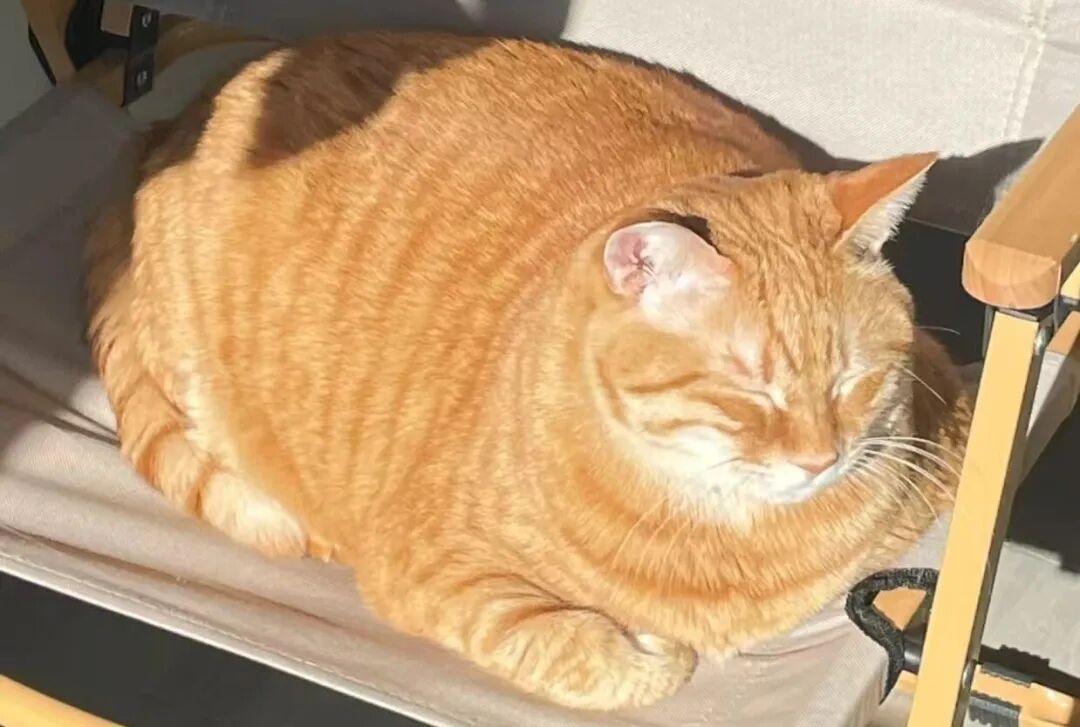 冬天堪比慢性杀猫的6个行为，一定要避免，特别是第3个常常被忽略