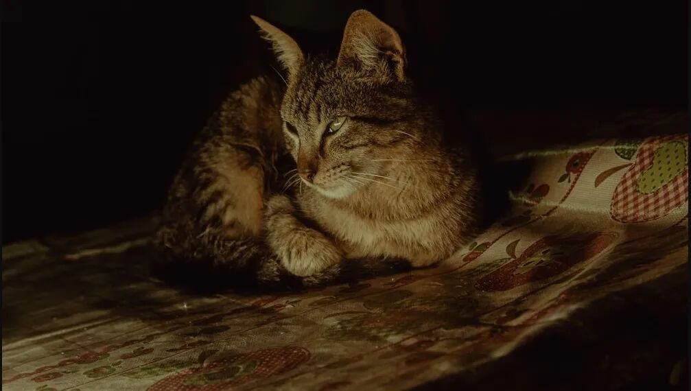 母猫的12个秘密，第5个让我大吃一惊！