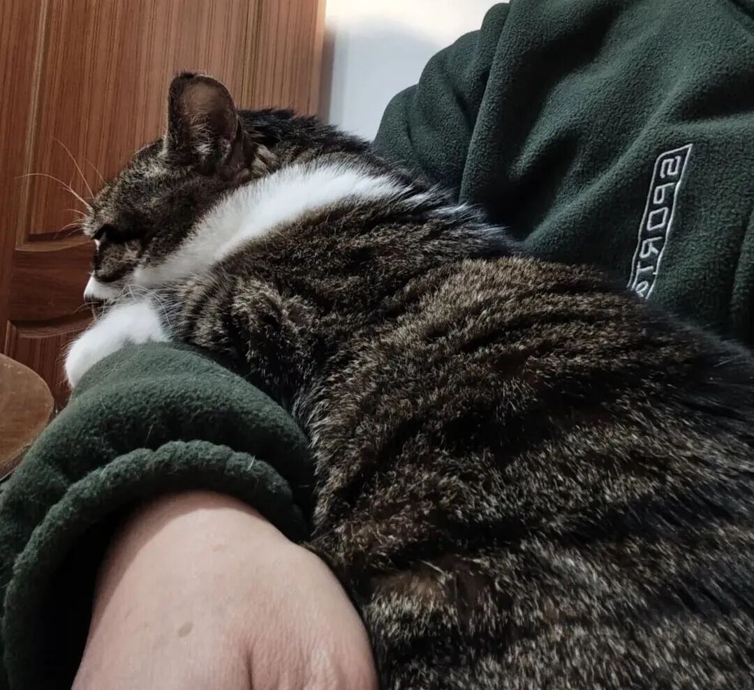 原来在猫眼里，主人这些行为相当于抛弃～