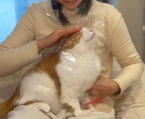 对猫过敏？这10种猫或许能陪你！