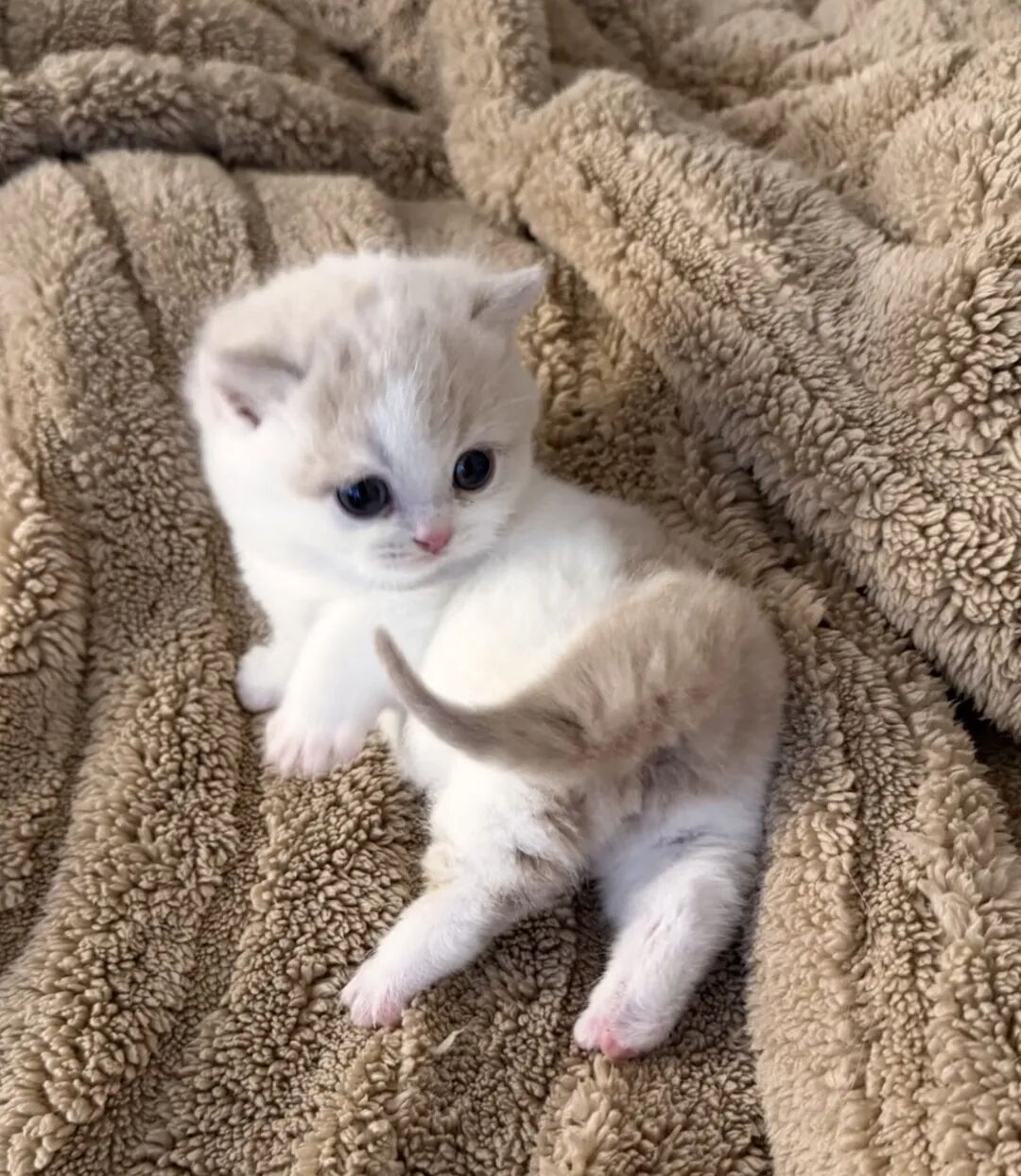 为什么猫咪天天粘着你，却不让你抱它？现在告诉你答案～