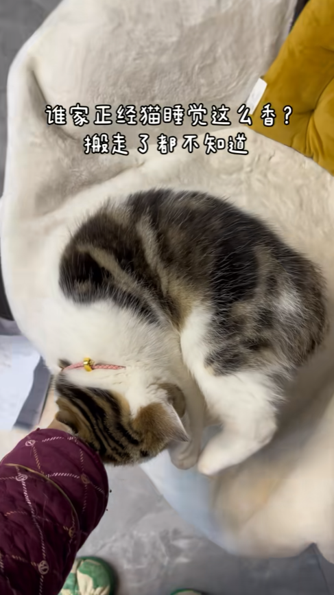 妹子嘲笑小猫睡得熟，被人搬走都不知道，网友：人家陪你玩呢