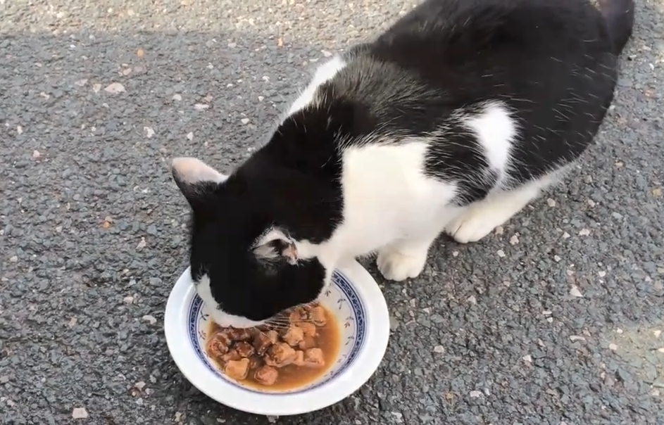 猫咪禁食清单：这7种食物，一口就可能致命！