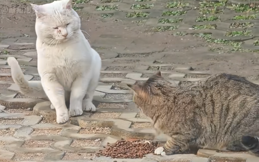 为什么白猫总在猫群里受到欺负和排挤？