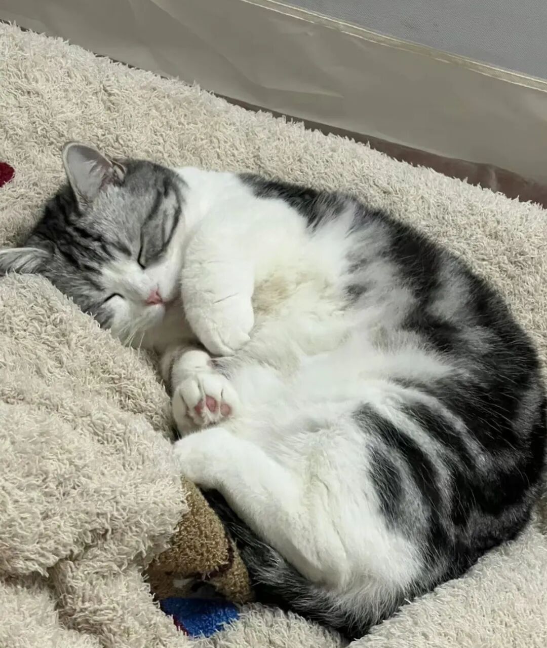 猫咪睡姿全解读：这6种常见姿势代表不同心情，第5种说明它超信任你！