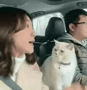 自驾游路上夫妻俩因为小事争吵……老婆火力全开，老公专心开车，忍着不回嘴，结果坐在中间的猫主子忍不住了！