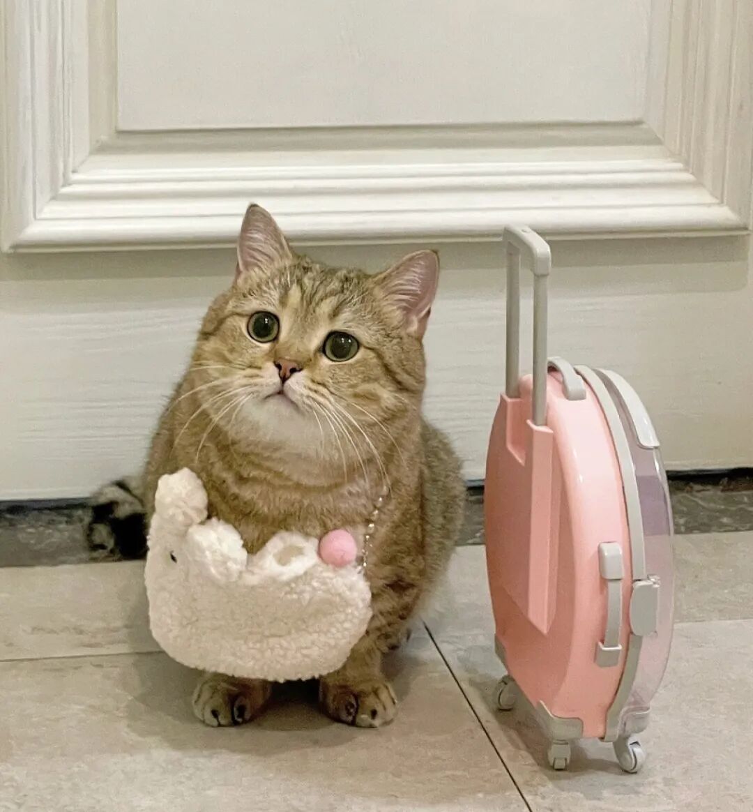 为什么猫咪跑出去后，很少再回来？不是它不想回家，而是这5个心酸原因！