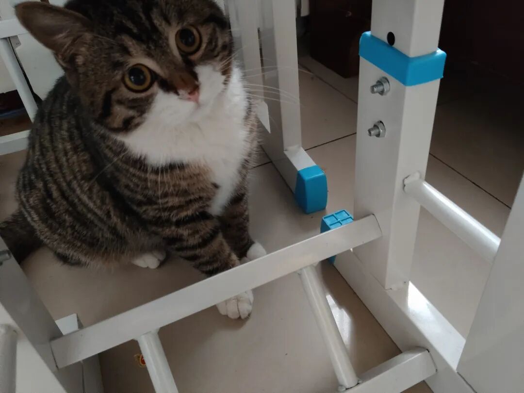 等小宝睡觉了，猫仔才敢放飞自我