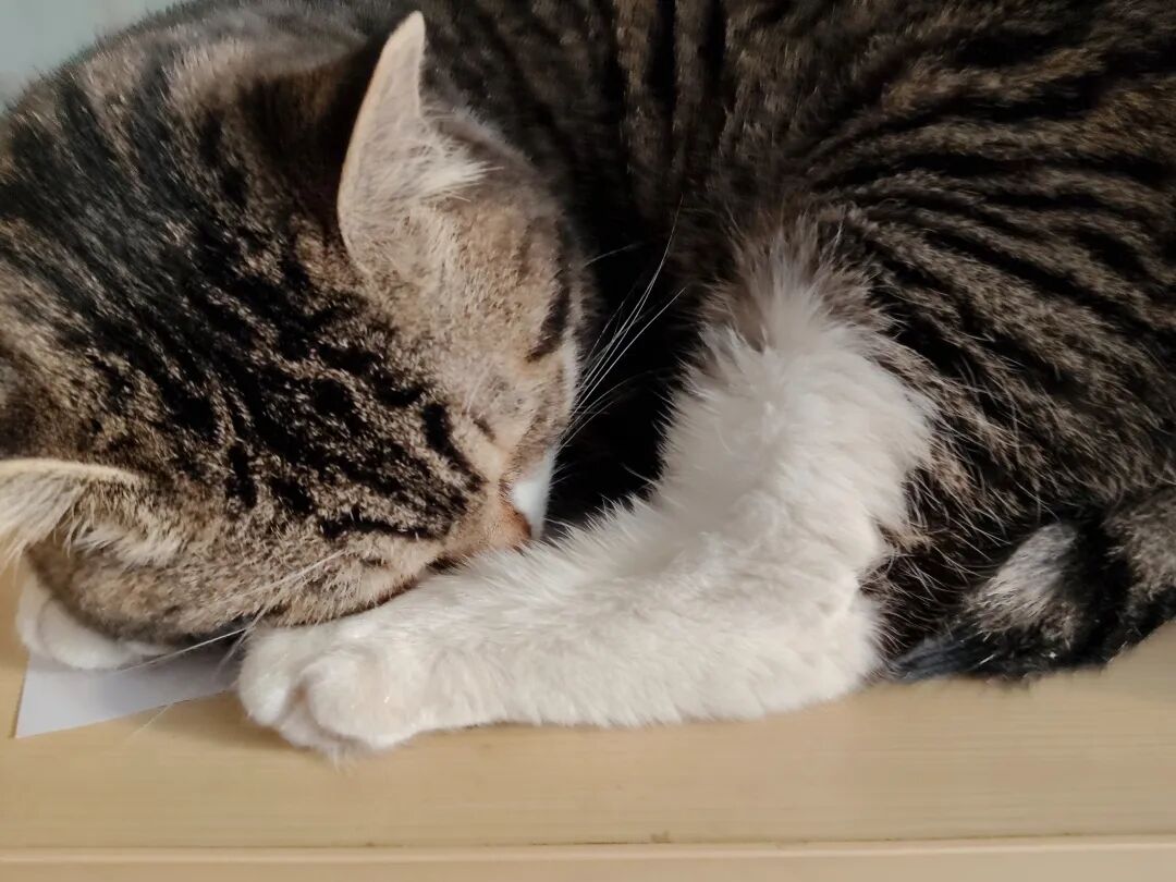 猫仔就是个黏人的小妖精