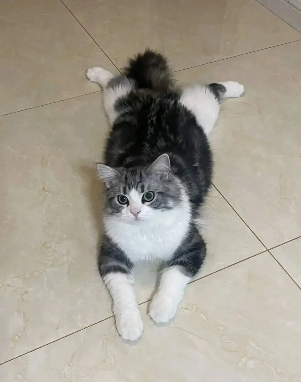 日常躺平，一只软萌可爱的猫咪，谁看了不心动~