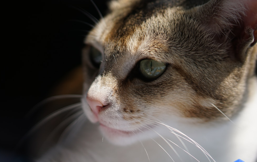 你家猫的11种“我爱你”，你读懂了几种？