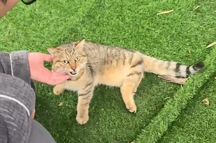 两万块救猫很贵，但拯救一个世界很值