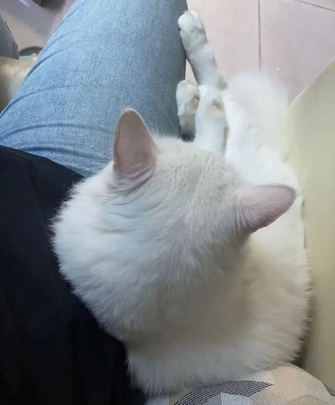 猫咪总刨猫砂盆侧面和空气，是不会埋屎吗？