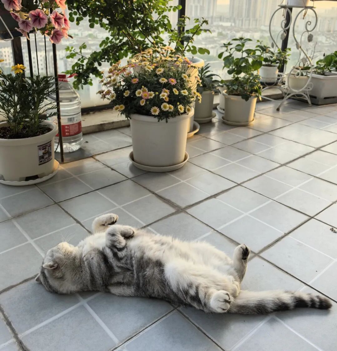 猫咪喜欢“四脚朝天”躺地上，并不是跟你玩，而是在给你这些信号！