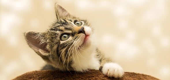 为什么老人养出来的猫咪那么听话？