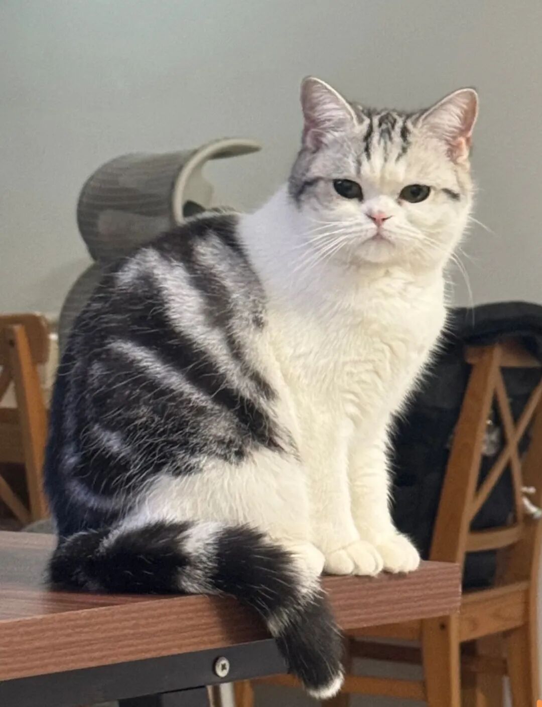 这5种行为，在猫咪眼里，超级没礼貌，很多主人还以为是亲热！