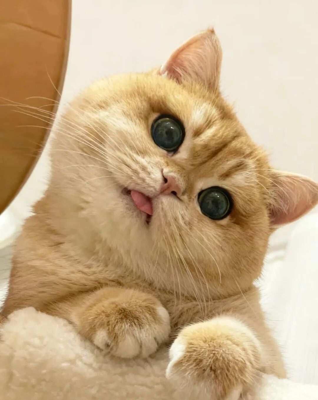 这只金渐层的表情，承包了我一年的笑点