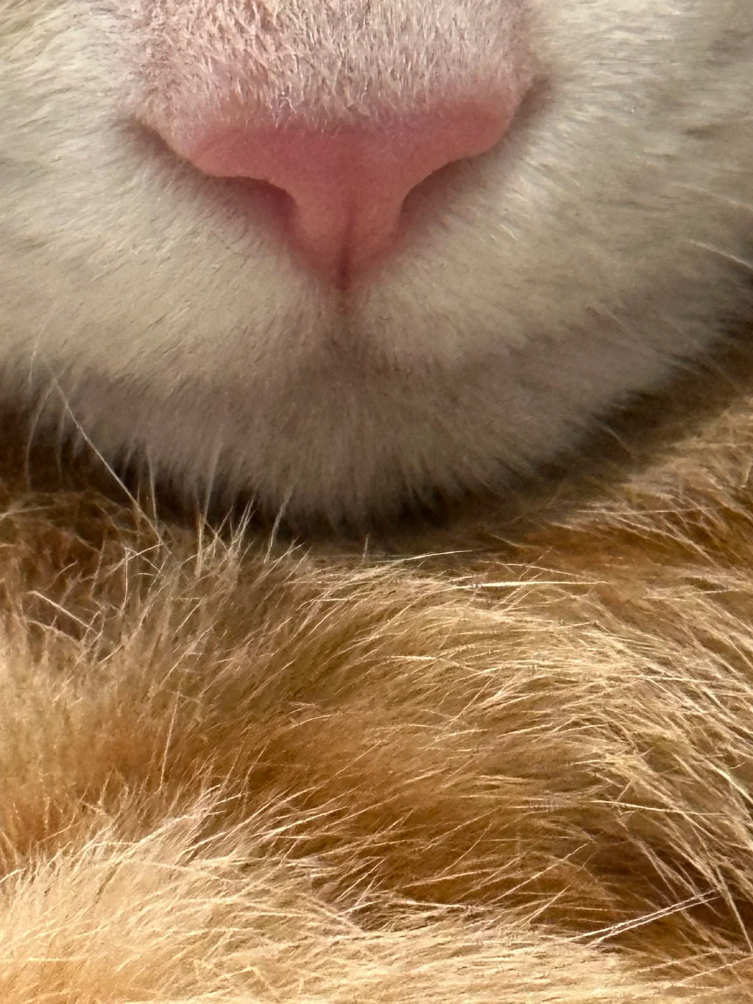 妹子晒出小猫的橘部特写，看到最后一张…哈哈它还是个孩子！