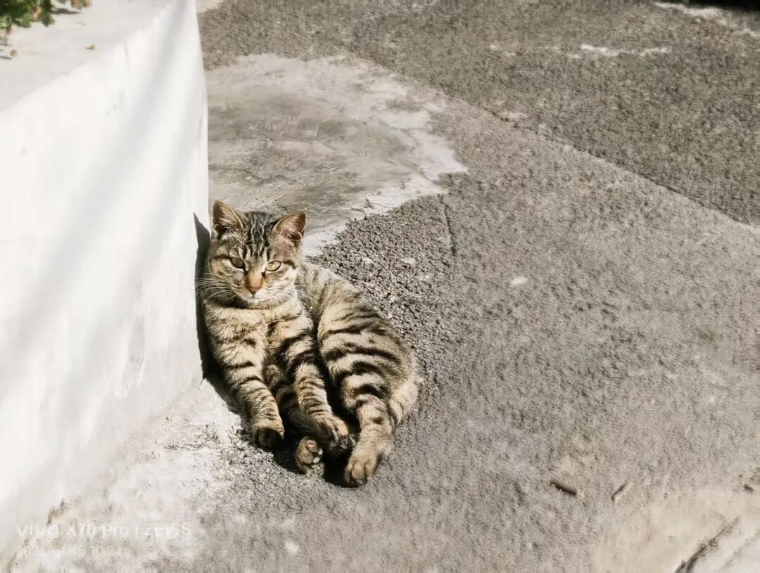 在小区遇见高颜值流浪猫