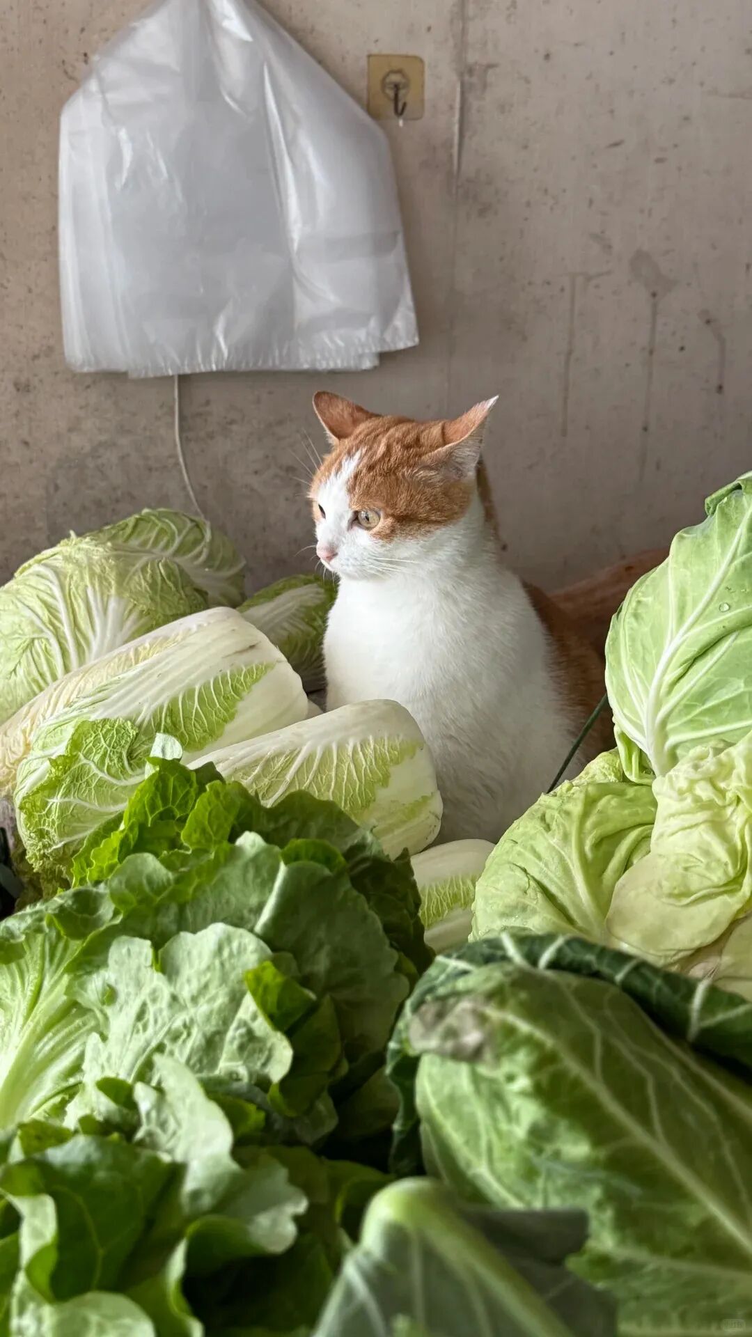 本来去蔬菜店只想撸猫，结果撸猫后不好意思又买了菜，网友：我是不是被猫老板做局了？