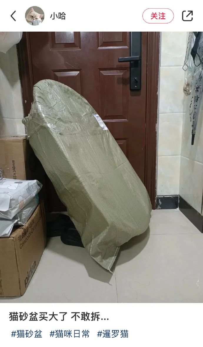 一不小心，铲屎官把猫砂盆买大了，猫：这就是总裁800平的大厕所吗？