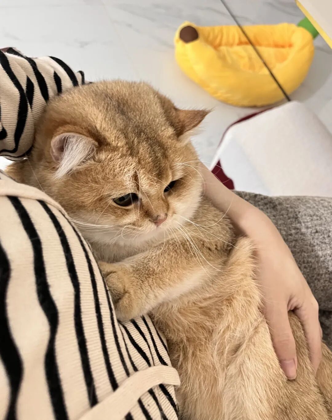 原来在猫咪眼里，主人抱起它并不是表达爱意，而是这些意思