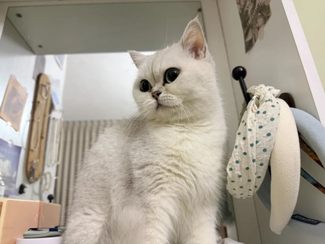 猫咪“骂人”的6个动作：1：甩尾巴、2摸完它就舔毛、3：飞机耳...