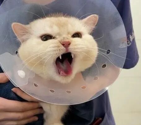 去医院超凶的猫咪，回到家一天了还是很生气