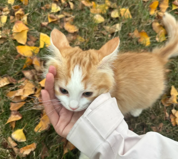 老人常说：有这5种特征的猫，是“旺家猫”，养到就是福气！