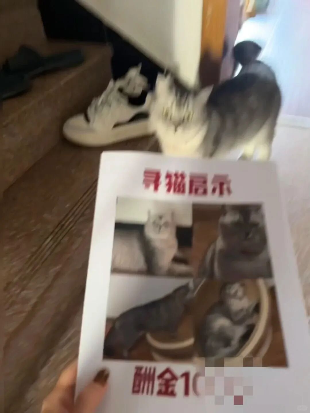 哭哭唧唧找了一天猫，寻猫启事酬金1000都打印好了，结果...就搞这出？