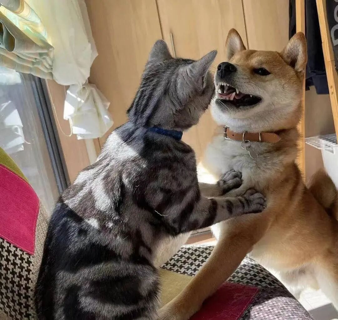不好了，我家柴犬被猫咪打晕厥了！