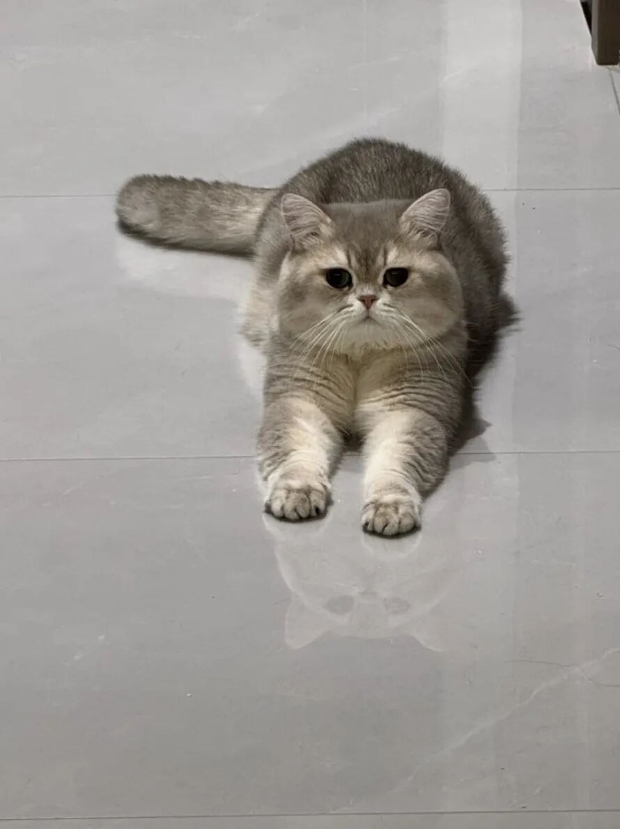 冬天地暖的最大受益者~哈基咪