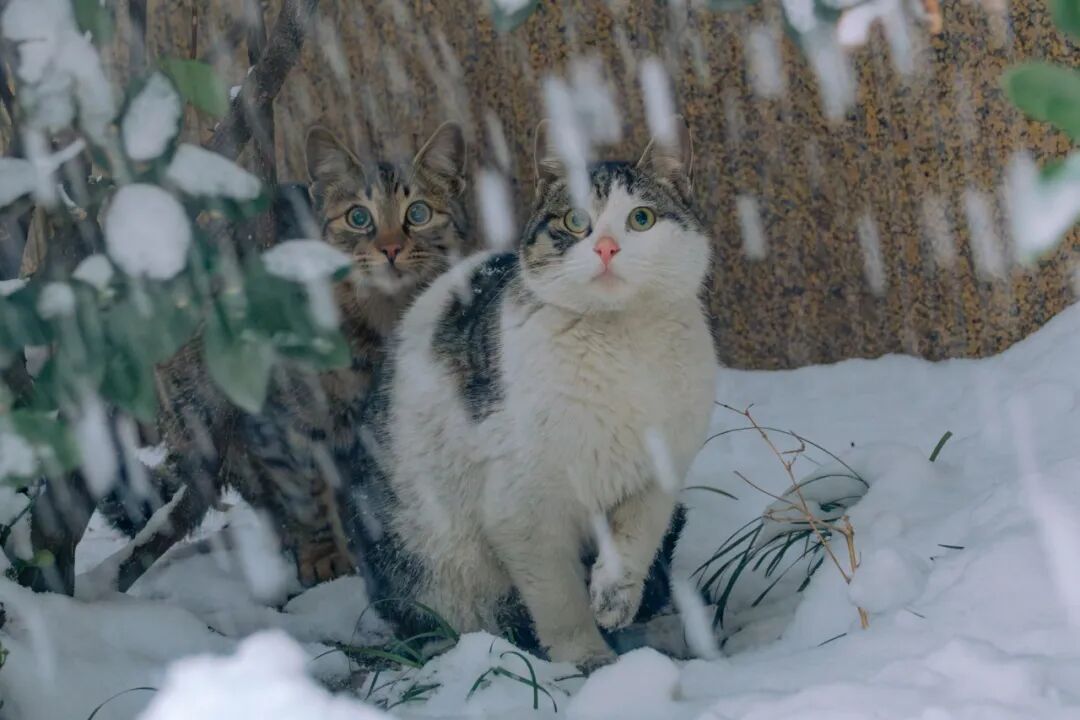 南京大猫初见下雪，眼神都看呆了