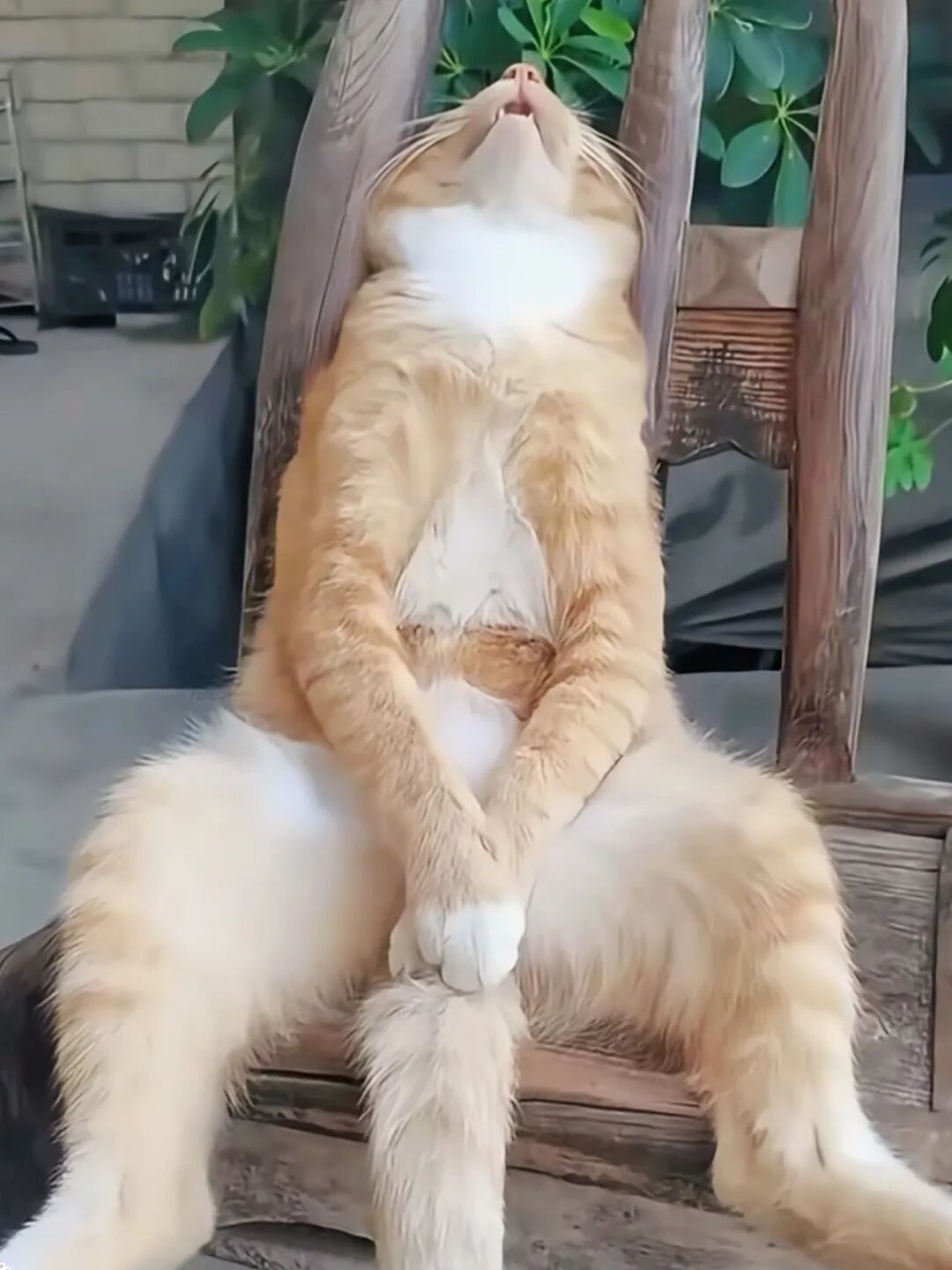 这睡相，我承认猪队友都输了！