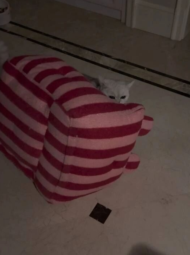 猫咪和小姐姐吵了一架，气到半夜拖着自己的小窝离家出走：这家本猫待不下去了