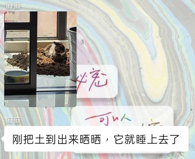 老母亲从家里发来猫咪的消息，点开一看被气笑了：猫的脑子是不是都有点问题？