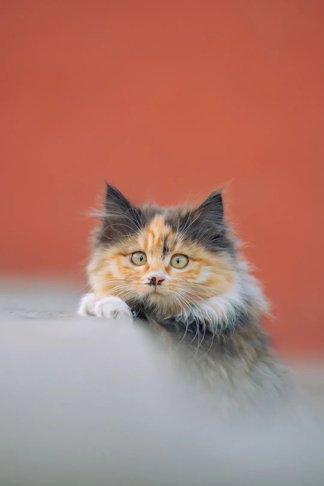 虽然有点豆豆眼，但却是很多人的梦中情猫