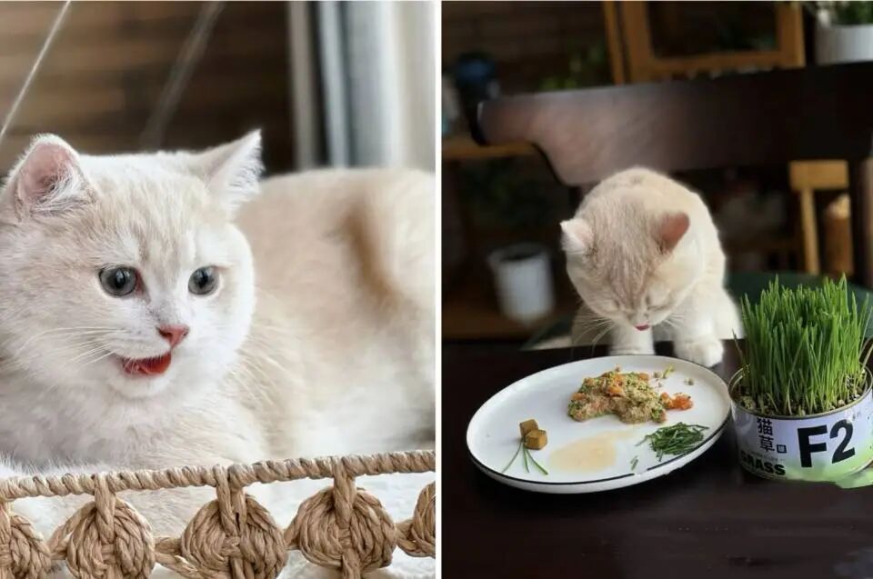 你知道在猫咪的眼里上床睡觉意味着什么吗？