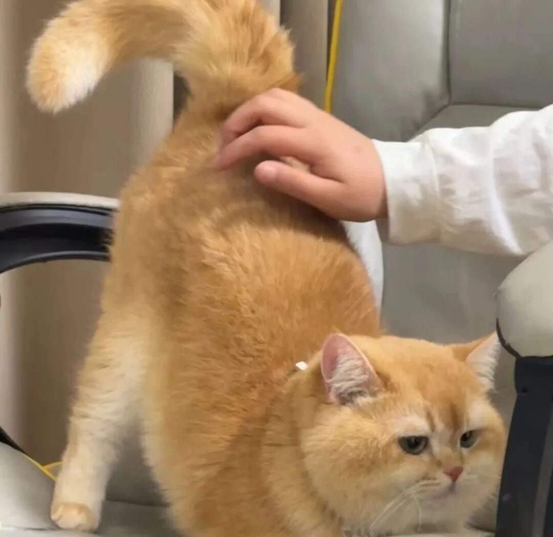 猫咪为什么喜欢被主人拍屁股？
