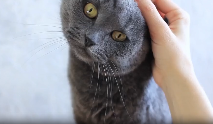 别不信！你家猫正在偷偷为你做这10件事