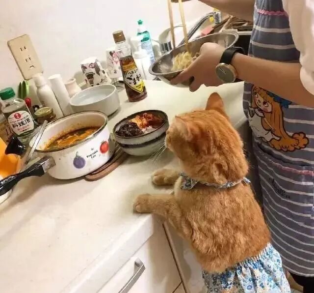 主人在做饭，橘猫就坐在边上的小板凳上看，还系着小围裙