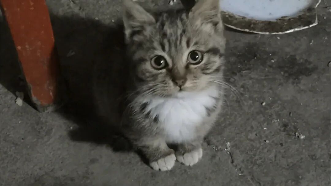 发腮，有聪明毛，会歪头杀，绝世好猫​​​