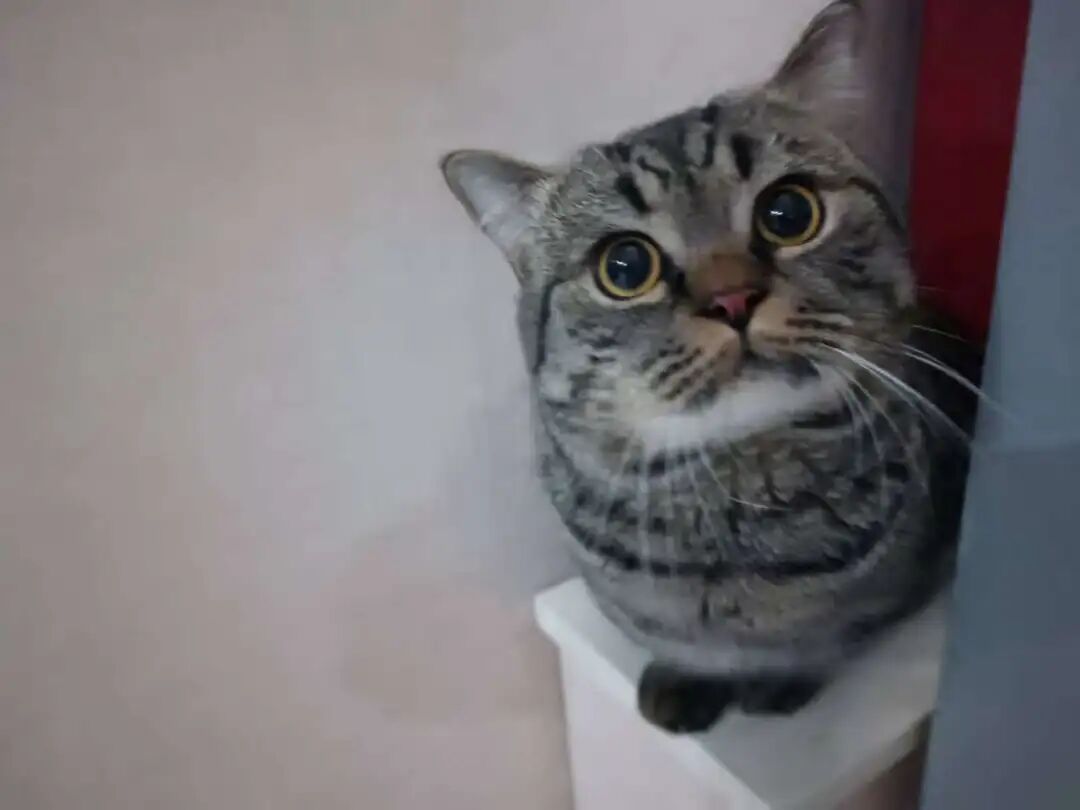 和猫分开40天了，想猫