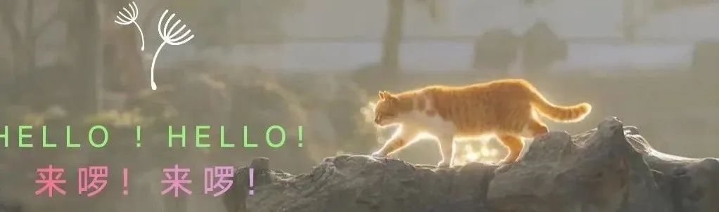 小猫给生病的主人拿来糖果，并模仿嚼东西的动作示意“妈妈你快这样吃”。网友：这是它说“我爱你”的方式。