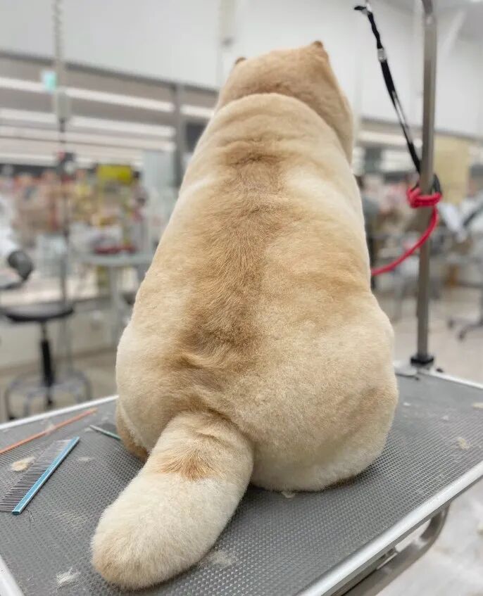 主人晒家里狗子背影获6k点赞，说实话，光尾巴我就能撸一天！